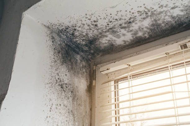 Affordable Mold Remediation solutions in Coats, NC